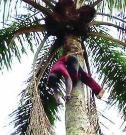 njoku-on-palm-tree
